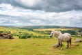 Dartmoor Pony near Saddle Tor, Dartmoor, Devon UK Royalty Free Stock Photo