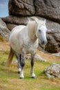 Dartmoor Pony near Saddle Tor, Dartmoor, Devon UK Royalty Free Stock Photo