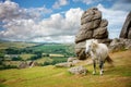 Dartmoor Pony near Saddle Tor, Dartmoor Devon, UK Royalty Free Stock Photo