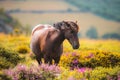 Dartmoor Pony portrait amongst gorse and heather Royalty Free Stock Photo