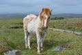 Dartmoor pony on the high moors, UK