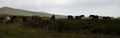 Dartmoor Pony Silhouettes Royalty Free Stock Photo