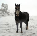 Dartmoor Pony in the Snow Royalty Free Stock Photo