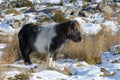 Dartmoor pony in the snow on Dartmoor in winter Royalty Free Stock Photo