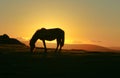 Dartmoor pony at sunset Royalty Free Stock Photo