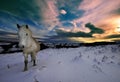Dartmoor pony walking in snow Royalty Free Stock Photo