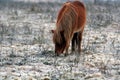 Dartmoor Pure Breed Royalty Free Stock Photo