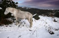 Dartmoor stallion feeding in snow Royalty Free Stock Photo