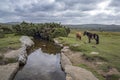 Dartmoor tors streams and wildlife Royalty Free Stock Photo