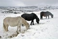 Dartmoor wild ponies in the snow Royalty Free Stock Photo