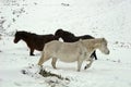 Dartmoor wild pony in the snow Royalty Free Stock Photo