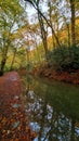 Dartmoor woodland disused Canal on Dartmoor National Park Devon uk