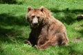 Dartmoor Zoos Brown bear