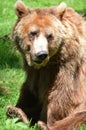 Dartmoor Zoos brown bear Royalty Free Stock Photo