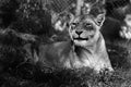 Black and white lioness.