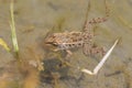 Daruma pond frog