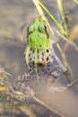Daruma pond frog