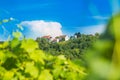 Daruvar region in Croatia, vineyard on hills