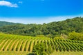 Daruvar region in Croatia, vineyard on hills