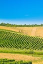 Daruvar region in Croatia, vineyard on hills