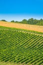 Daruvar region in Croatia, vineyard on hills