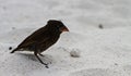 Darwin Finch Royalty Free Stock Photo