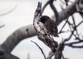 A Darwin finch extracts seed from a tree on North Seymour, Galapagos, Ecuador Royalty Free Stock Photo