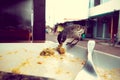 Darwin Finch on Galapagos Island over a white plate eating remains of bolon, vintage Royalty Free Stock Photo