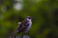 Darwin Finch Royalty Free Stock Photo