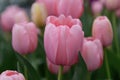 Darwin hybrid Tulip Tulipa Salmon Impression apricot flushed pink flowers
