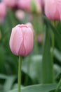 Darwin hybrid Tulip Tulipa `Salmon Impression` an apricot flushed pink flowers