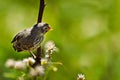 A Darwin's Finch, Galapagos