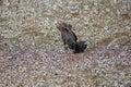 Darwin`s finch on Isabela Island