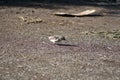 Darwin`s finch on Isabela Island