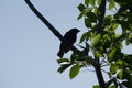 Darwin`s finch on Isabela Island