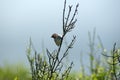 Darwin`s finch perched in a bush