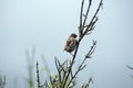 Darwin`s finch perched in a bush