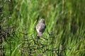 Darwin`s finch perched in a bush