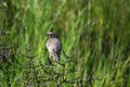 Darwin`s finch perched in a bush