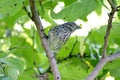 Darwin`s finch on Isabela Island