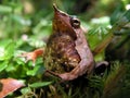 DarwinÃÂ´s frog Rhinoderma darwinii