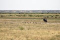 Darwin\'s rhea bird mamma walking with its babies Royalty Free Stock Photo