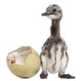 Darwin`s Rhea with hatched egg, Rhea pennata, also known as the Lesser Rhea, 1 week old Royalty Free Stock Photo