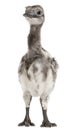 Darwin`s Rhea, Rhea pennata, also known as the Lesser Rhea, 1 week old Royalty Free Stock Photo
