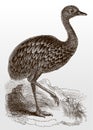 Darwin`s rhea pennata, a flightless bird from South America in side view walking through a rocky landscape