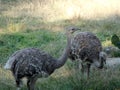Darwin`s rhea Rhea pennata, Royalty Free Stock Photo