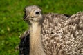 Darwin`s rhea, Rhea pennata also known as the lesser rhea