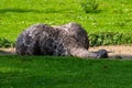 Darwin`s rhea, Rhea pennata also known as the lesser rhea Royalty Free Stock Photo