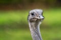 Darwin`s rhea, Rhea pennata also known as the lesser rhea Royalty Free Stock Photo