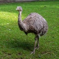 Darwin`s rhea, Rhea pennata also known as the lesser rhea Royalty Free Stock Photo